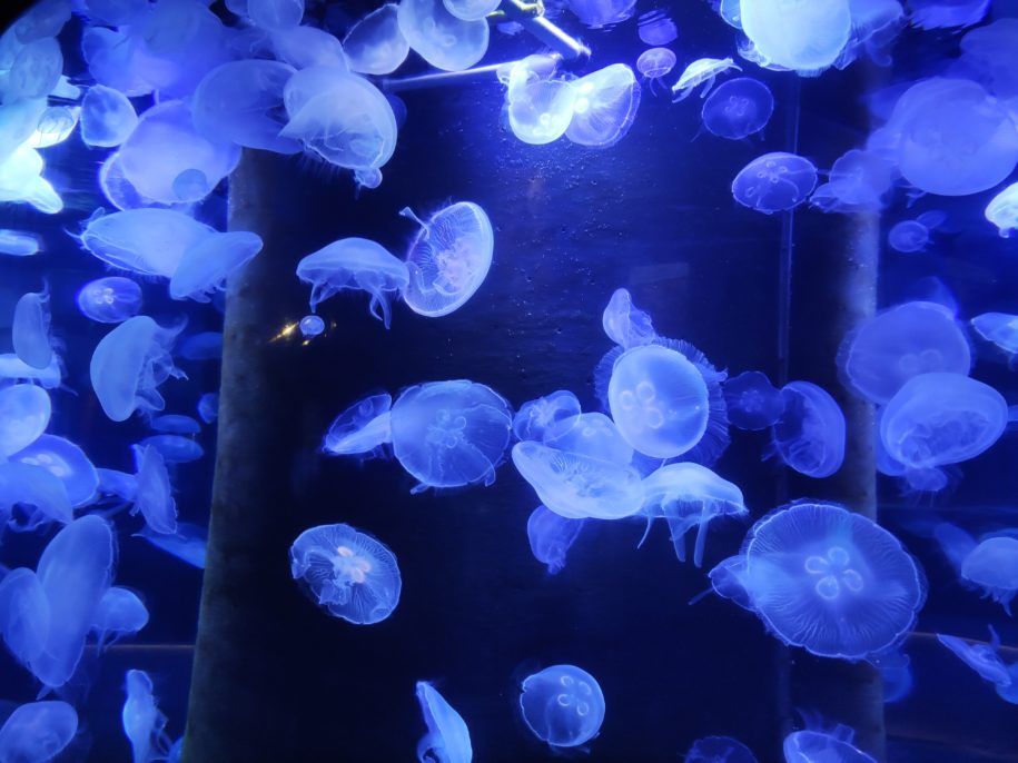 Aquarium de méduses